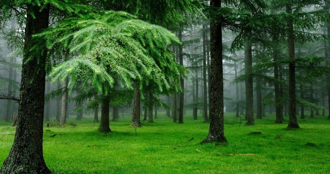 650x344-orman-nedir-1486275046348.jpg
